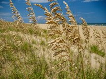 grains in a field 