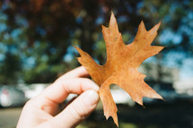 a person holding a fall leaf 