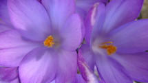 close-up of purple flowers