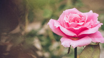blooming pink rose 