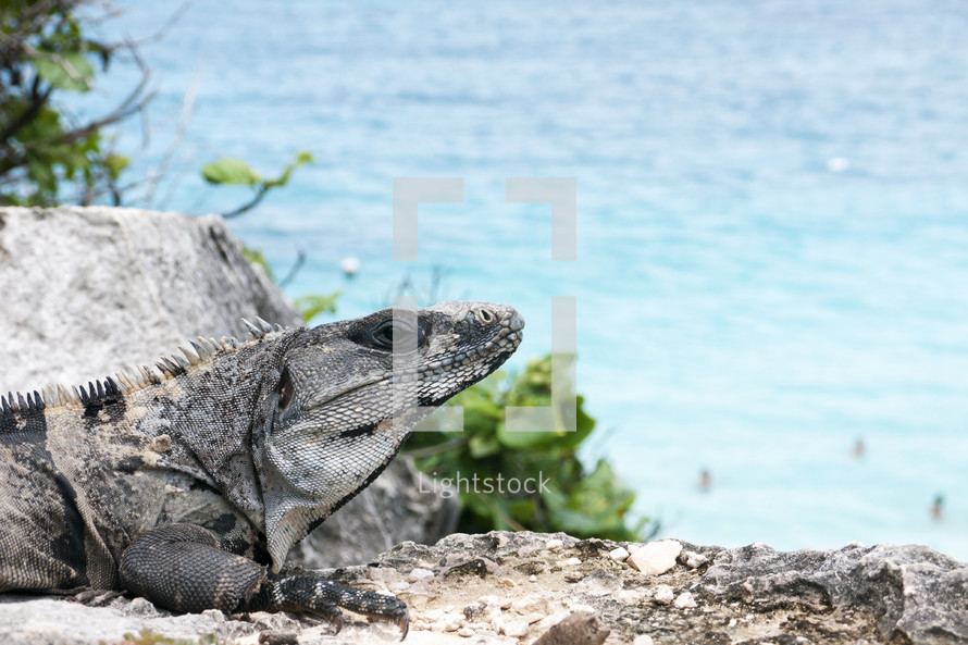 Iguana on a rock near the ocean.