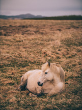 a horse resting lying in grass