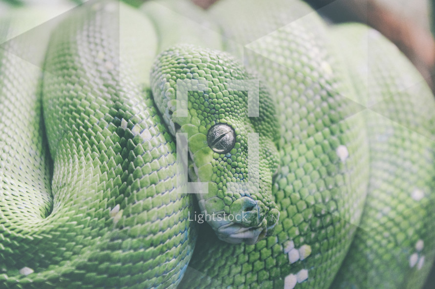 green python serpent 