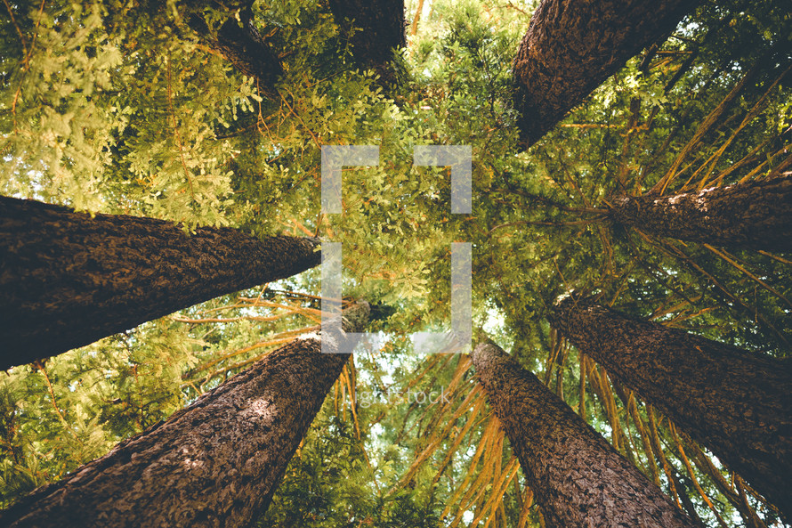 Redwood Tees | Growth | Strength | Looking Up | Perspective | Strength | Landscape | Nature | Summer Camp | Retreat