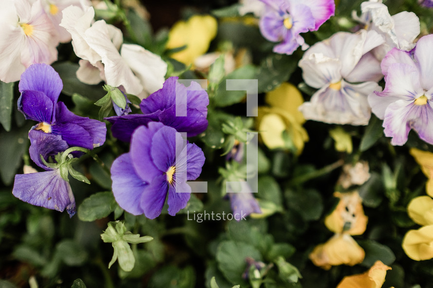 pansy flowers 