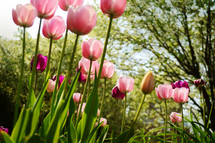 Pink tulips against a background of trees.