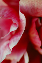 Closeup of flower petals.