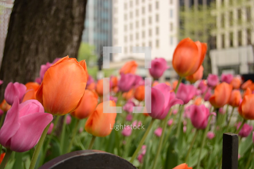 A bed of pink and orange tulips in a city.