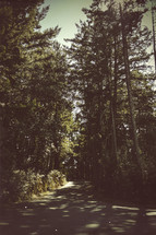 rural road through a forest 