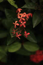 red tropical flowering plant 