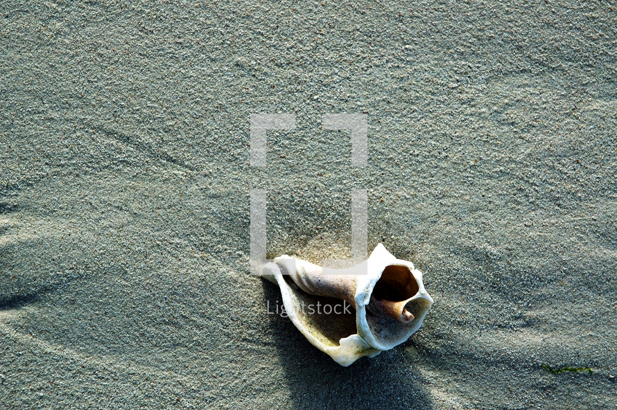 shell in the sand on a beach 