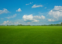green grass and a blue sky 