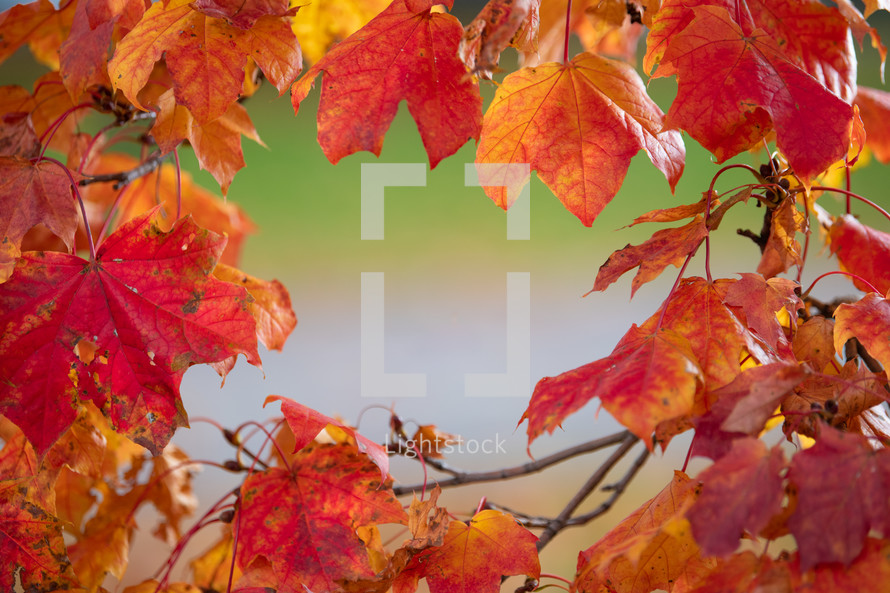 red and orange fall leaves frame 
