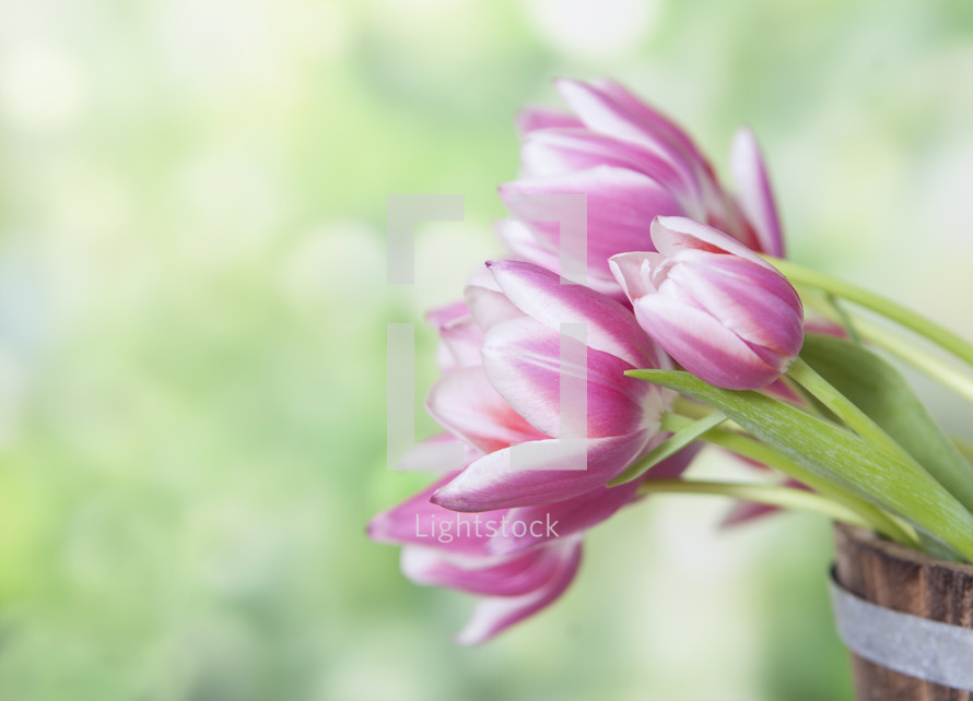 Spring Flowers with Copy Space
