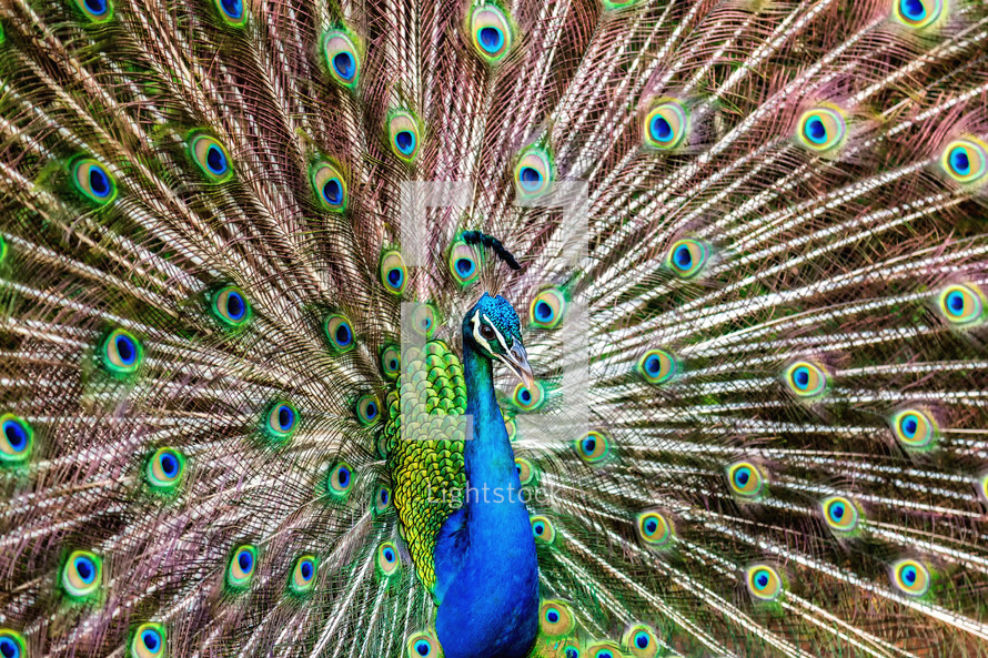 male peacock feathers 