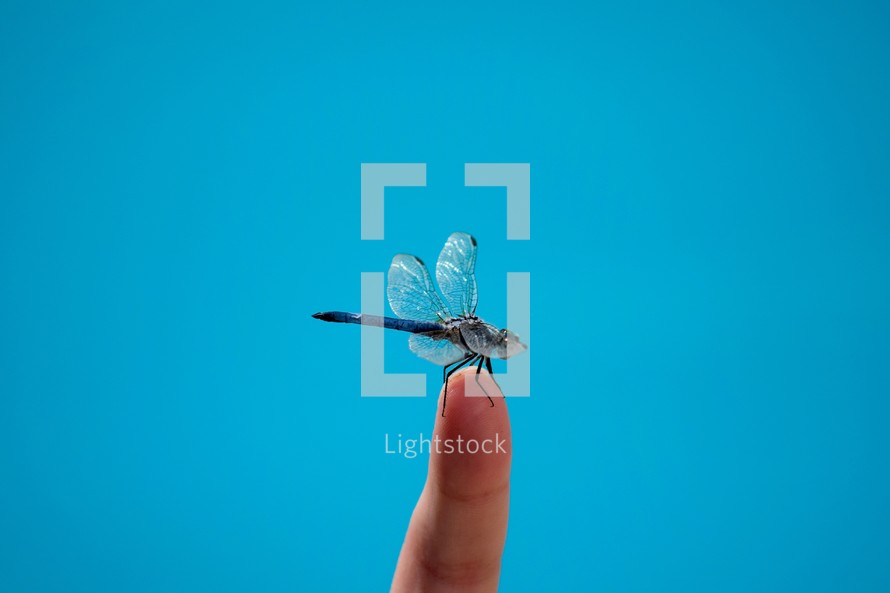 a dragonfly on a finger 