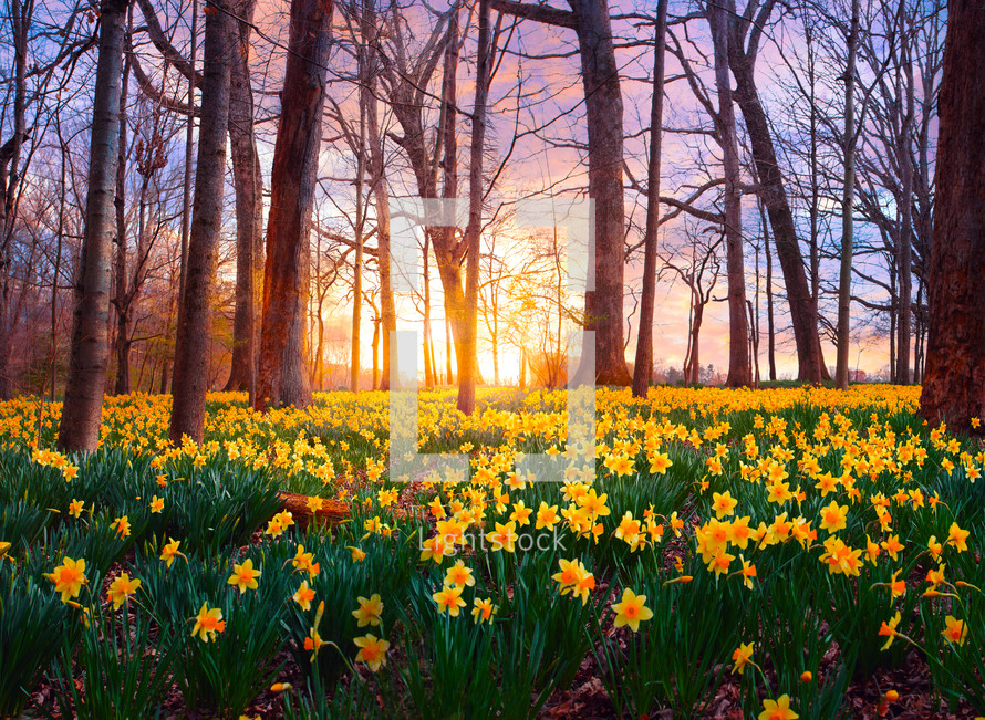 Yellow daffodils cover the forest floor