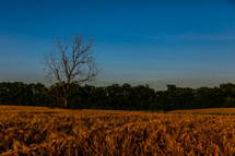 a bare tree in a wheat field 