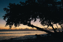 silhouette of a tree on a shore at dusk 