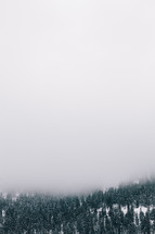 fog over a snow covered evergreen forest 