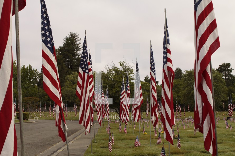 many American flags in a Veterans cemetery 