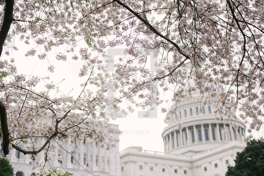cherry blossoms in Washington DC