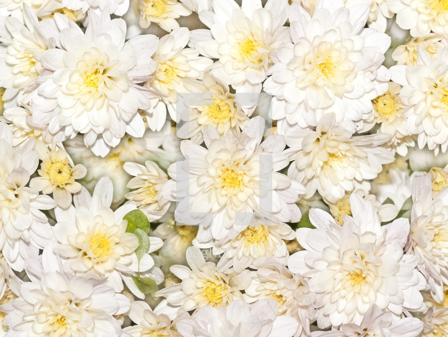 Many white flowers.