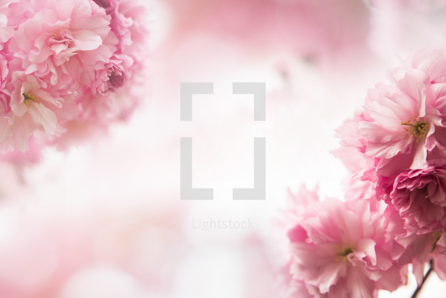 pink flowers against a white background 