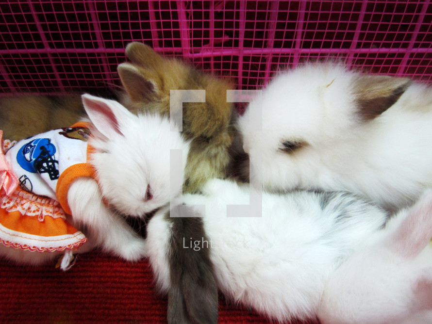 pet bunnies 