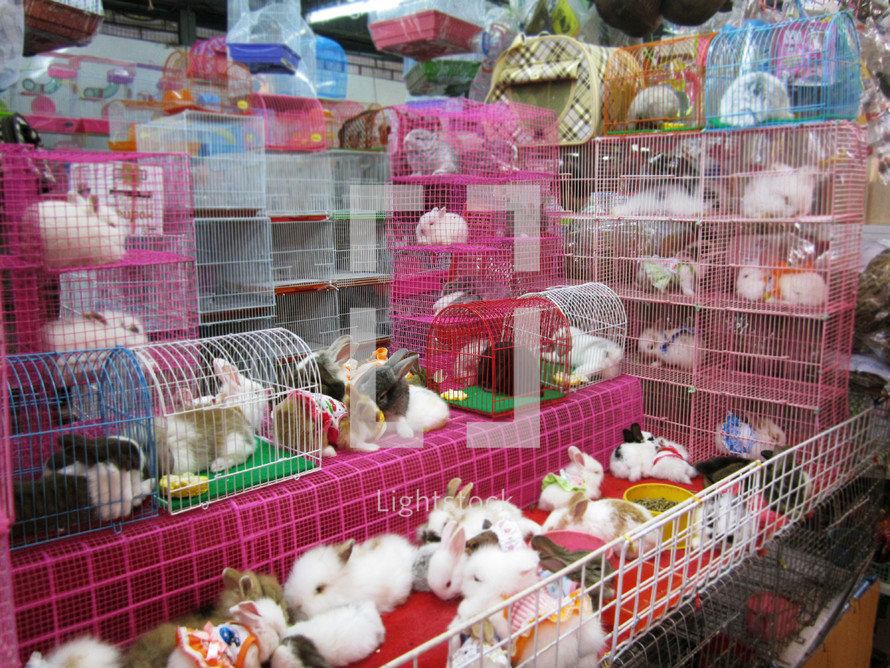 bunnies in cages in a flea market 