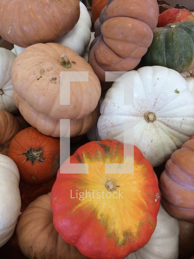 variety of pumpkins 