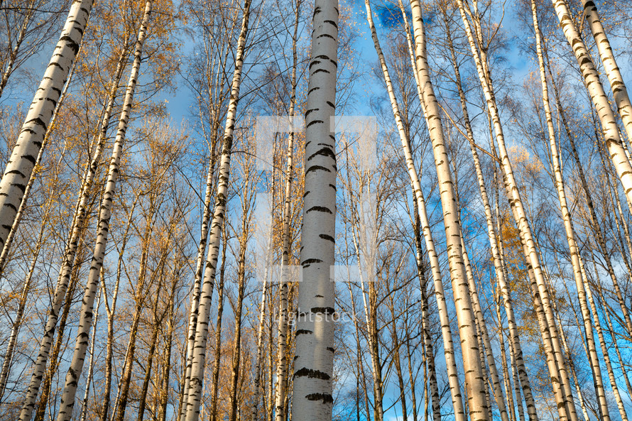 Birch trees background.