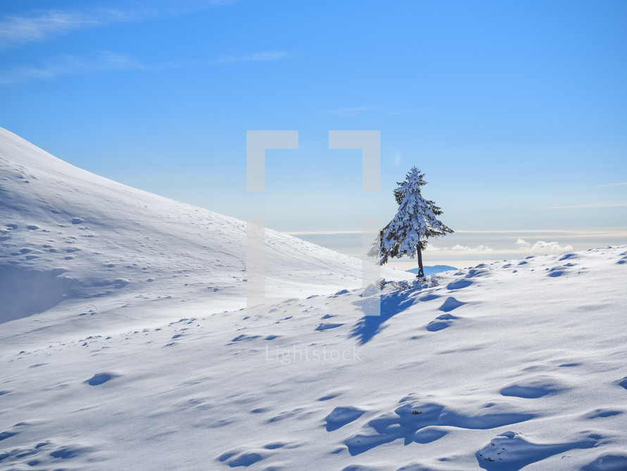 Single, lonely tree under blue sky in snow in winter bright day on a mountain. 