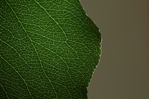 Close up of green leaf with veins/