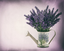 Watering can with lavender flowers