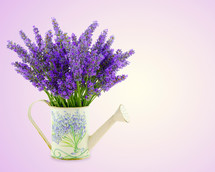 lavender flowers in a watering can 
