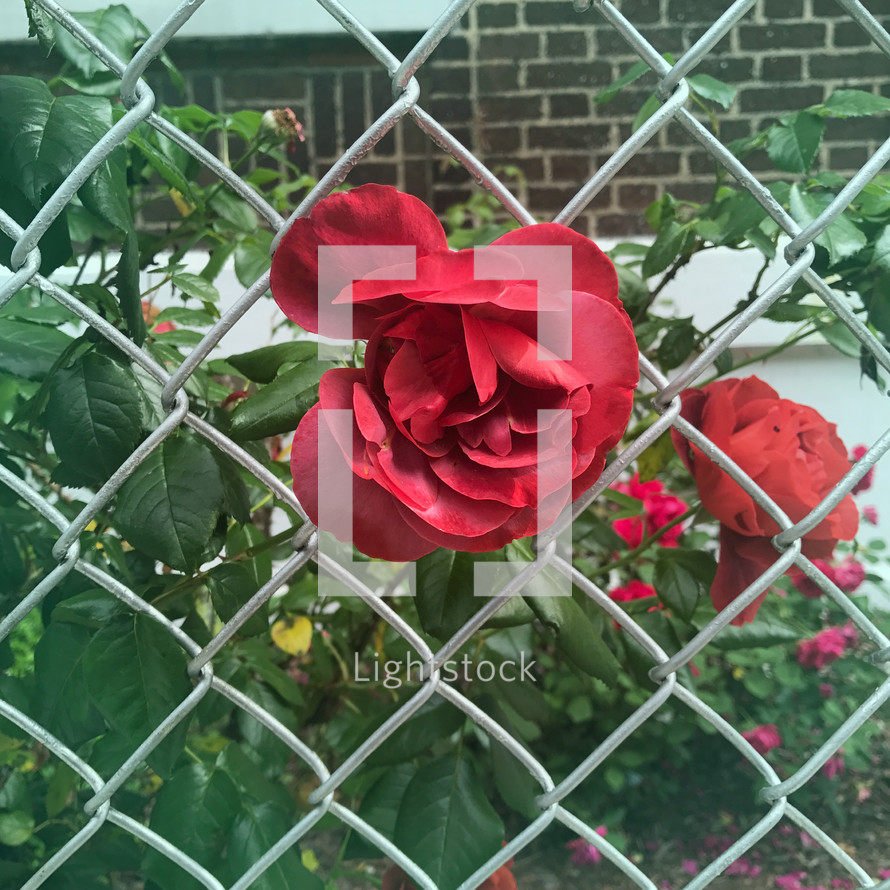red rose through a fence 