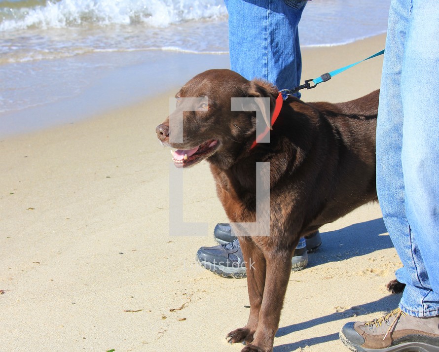 walking a dog on a beach 