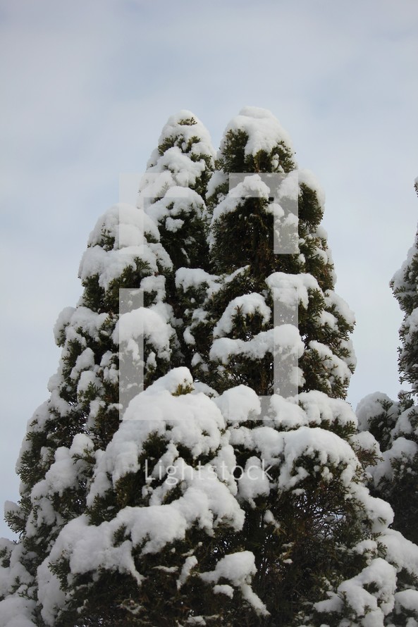 snow on a tree