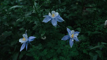 blue wildflowers 