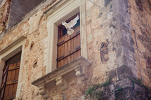 dove in front of a window with shutters 
