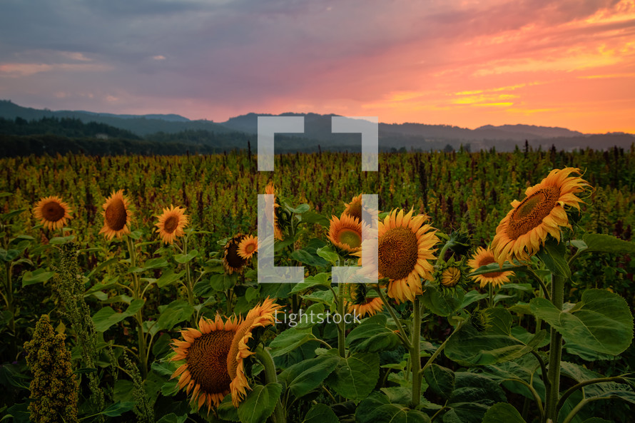 field of sunflowers at sunset 
