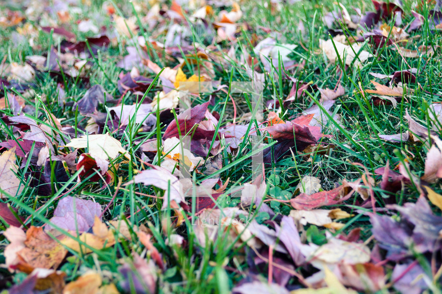 fall leaves in a lawn 