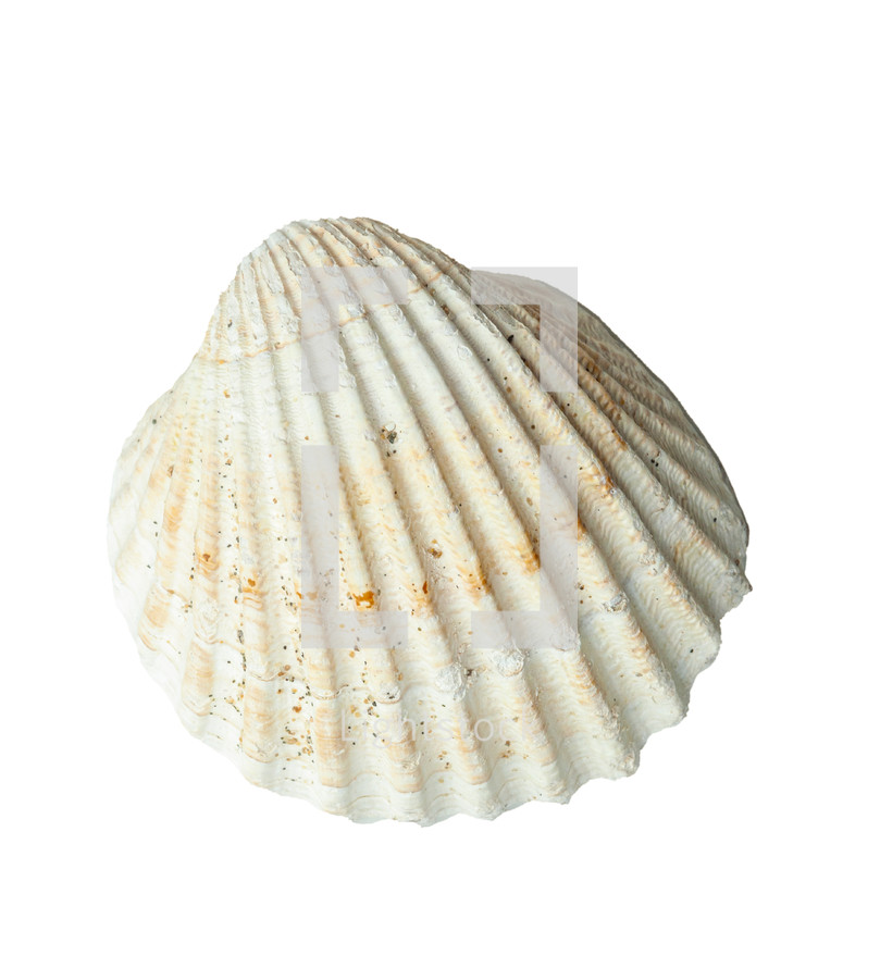 White seashell is laying on a white background showing its concentric ribs