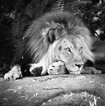 resting lion 
