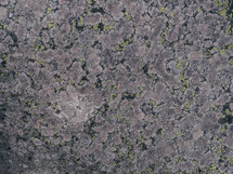 lichen on rock surface 