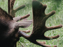 moose antlers 