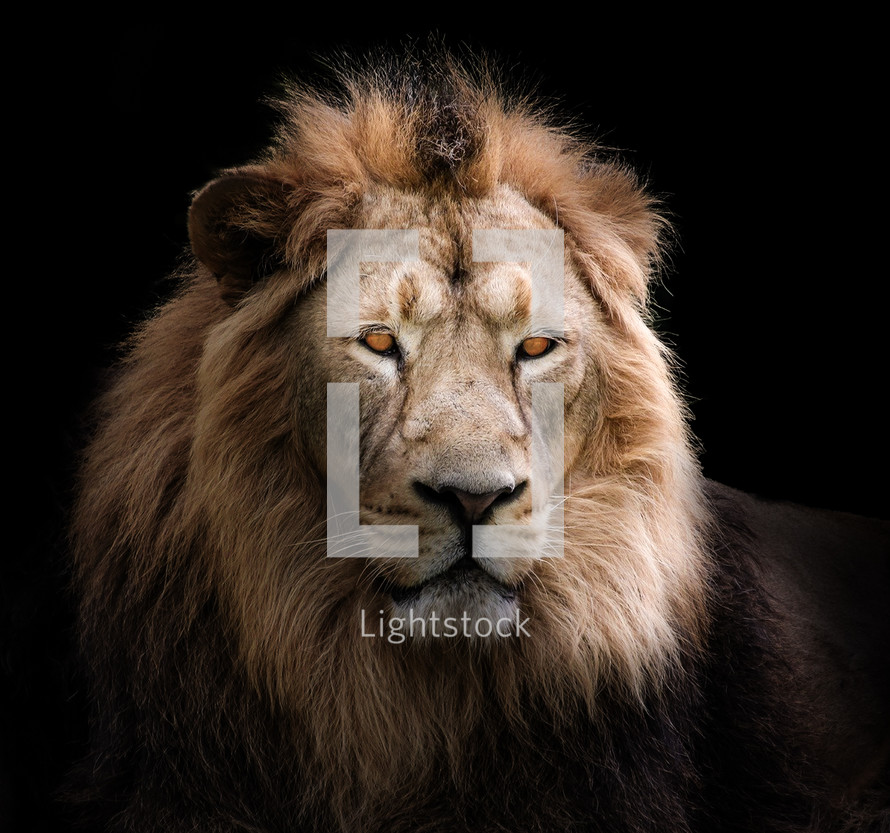 lion against a black background 