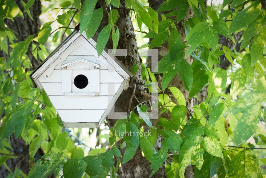 birdhouse in a tree