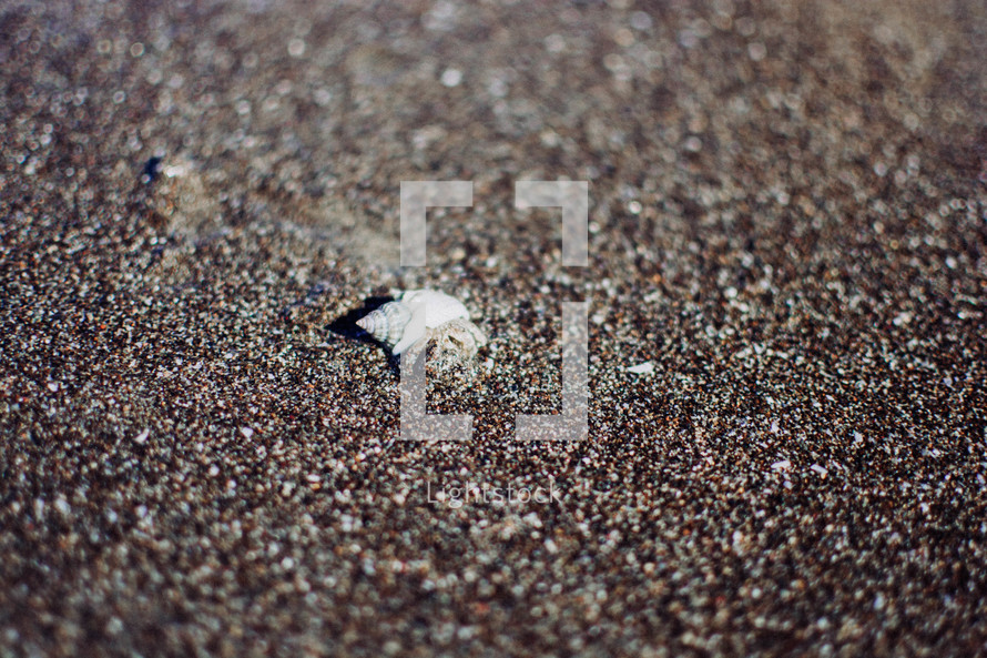 hermit crab in the sand 